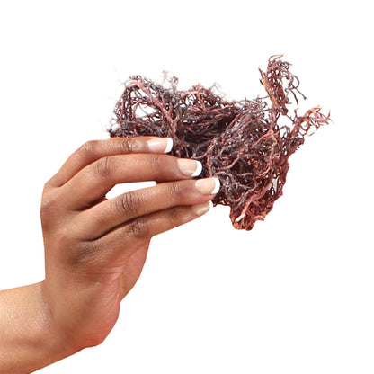 Purple Irish Sea Moss