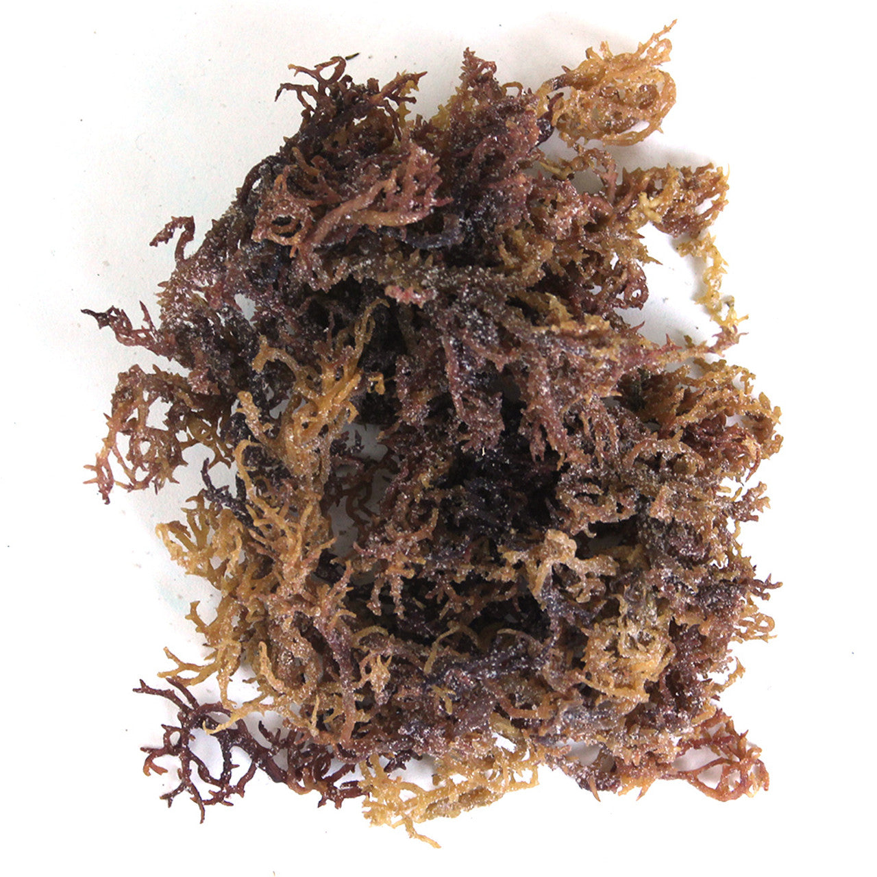 Wildcrafted Purple Sea Moss