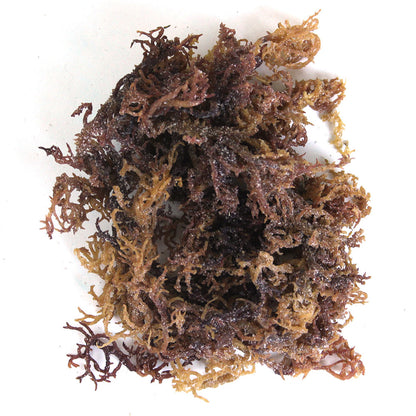 Wildcrafted Purple Sea Moss