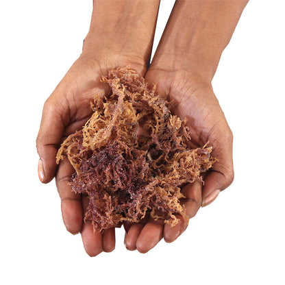 Wildcrafted Purple Sea Moss